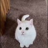 El cato #2