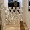 Kattenconcours in huis