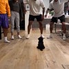 El perro