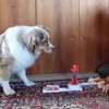 Spelletje spelen met je hond