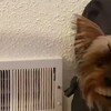 Hondje pakt snoeptanden