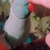 Parrot met touchbediening