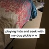 Verstoppertje met de hond