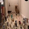 Hond & kat vs hindernisbaan