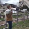 Hey paard, ik ben ook een paard!