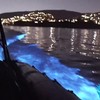 Lichtgevende dolfijnen