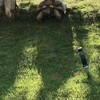 Schildpad doet glijden