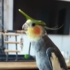 Vogel met hoed