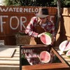 Watermeloen te koop!
