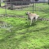Blinde hond <3 water