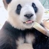 Panda eet