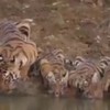 Zeldzame video drinkende tijgers