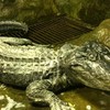 Hitler's alligator overleden
