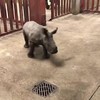 Baby neushoorn wil spelen