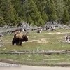 Beer sloopt bizon in Yellowstone National Park