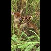 Hoe doet een bambi