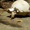 Baby schildpad