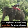 Schokkende beelden: Olifantentraining in Thailand