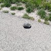 Schildpad in Zeeuwse polder