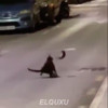 Kat & rat vechten het uit op straat
