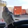 Vrachtwagen onderbreekt fluitconcert