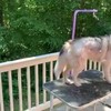 Ff de hond schoonblazen