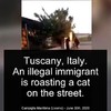 Afrikaan roostert kat in  Livorno