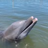 Dolfijnentaal