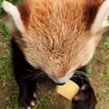 Rode panda doet eten