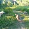 Honden vs mega hagedissenreptielenbeest