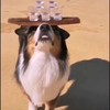 Hond met balans