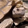 Babyschildpadje