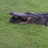 Krokodil wil schildpad eten