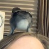 Lief vogeltje op mijn hoofd
