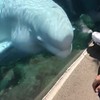 Witte dolfijn is sadist