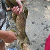Jongen kopt vis