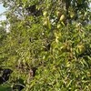 Rare peren