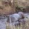 Nijlpaard redt antilope
