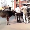 Datemoe in India