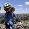 How it's made: Tequila