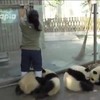 Ff het pandaverblijf schoonmaken