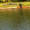 Krokodil wil uit de water klimmen