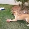 Hond heeft nieuw speeltje