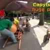 Capibara relaxTV