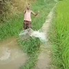Het rijstveld bewateren
