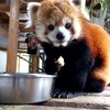 Rode panda heeft honger