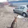 Russische zingende hond