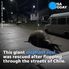 Dikke walrus in de straat