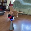 Blinde kat