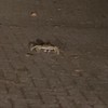 Een verdwaalde krab in Apeldoorn